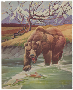Grizzly bear fishing for salmon